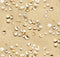 ES - Shells On Sand