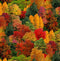 Elizabeth's Studio - Landscape Medley - Fall Trees