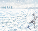 80/20 Winter Batting Throw (60" X 80") - Natural