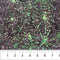 Apothecary Batiks - Violet