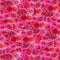 Faboolous Roses - Fuchsia