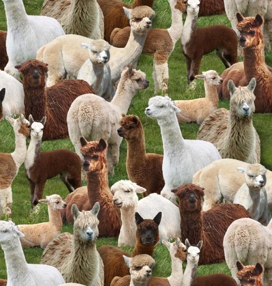 Farm Animals Llamas