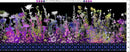 I Dream in Color Border Stripe - Purple