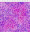 I Dream in Color Vines - Magenta