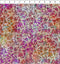 I Dream in Color Vines - Multi