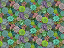 Landscape Medley Succulents - Multi