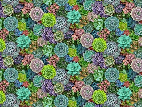 Landscape Medley Succulents - Multi
