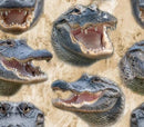 Mascot Madness - Gators