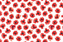 Red,White & Sweet Pretty Poppies - White