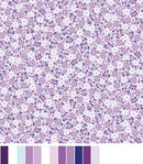 Seaside Garden Beachcomber - Lilac