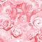 True Romance Rose Romance - Pink