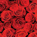 True Romance Rose Romance - Red