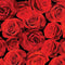 True Romance Rose Romance - Red