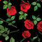 True Romance Single Red Roses - Black