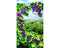 Vineyard 24" Panel - Multi