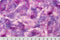 Bliss Batiks Dragonfly Digital Printed Cuddle Misty Lilac