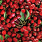 Cherry Hill Packed Cherries - Red