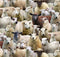Farm Animals Packed Sheep
