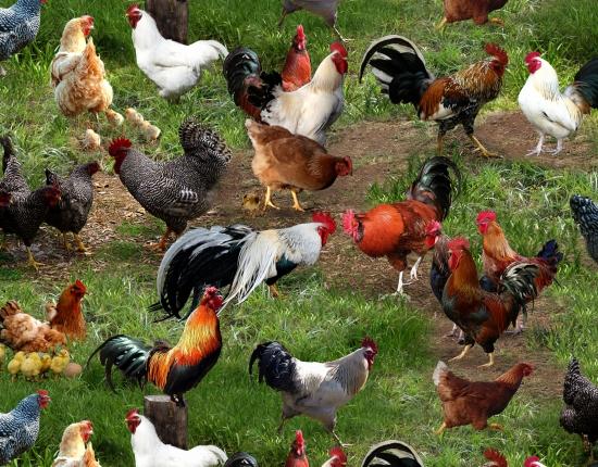 Farm Animals Chickens on green grass