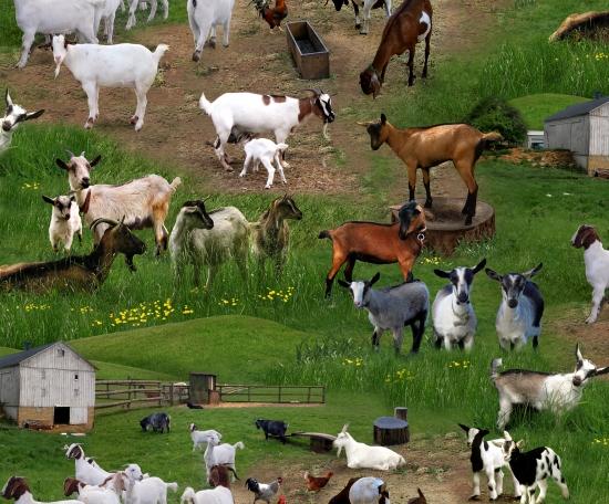 Farm Animals  Goats