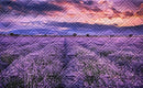 Lavender Fields Wall Hanging