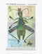 Mr. Peabody (The Grasshopper)  Collage Pattern